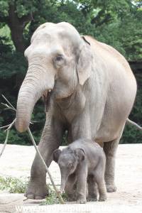 Hagenbeck 16072015 030