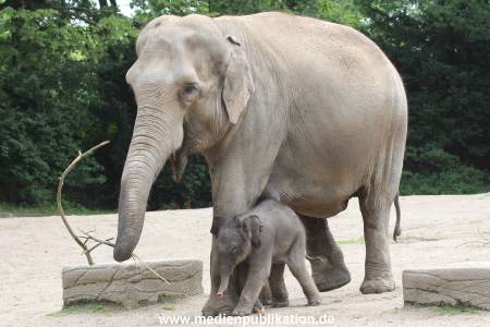 Hagenbeck 16072015 032