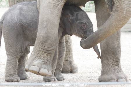 Hagenbeck 16072015 035