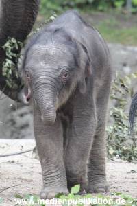 Hagenbeck 16072015 036