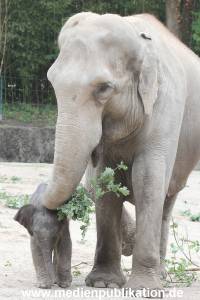 Hagenbeck 16072015 037