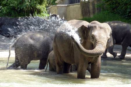 Hagenbeck 17062013 009