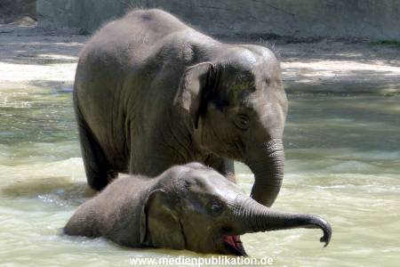 Hagenbeck 17062013 010