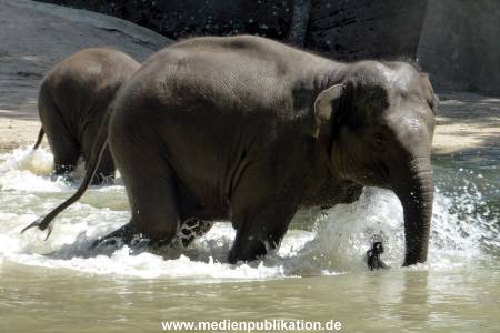 Hagenbeck 17062013 011