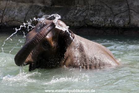 Hagenbeck 20042011 007