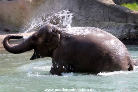 Hagenbeck 20042011 008