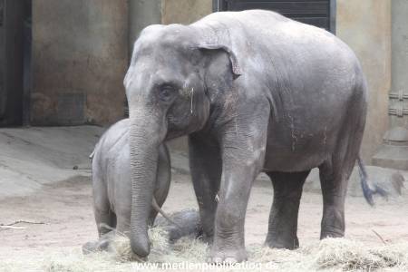Hagenbeck 22032016 036
