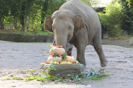 Hagenbeck 26092013 007
