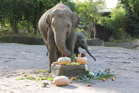 Hagenbeck 26092013 010