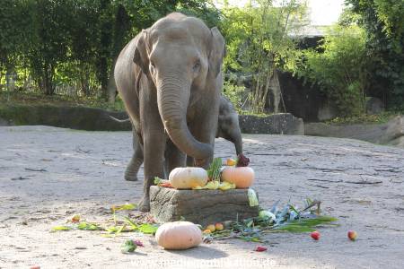 Hagenbeck 26092013 011