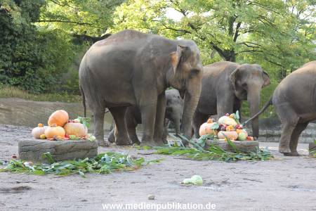 Hagenbeck 26092013 012