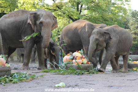 Hagenbeck 26092013 013