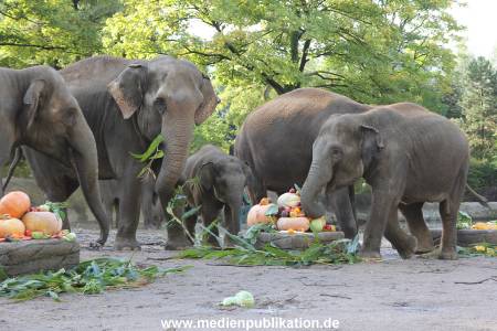 Hagenbeck 26092013 014