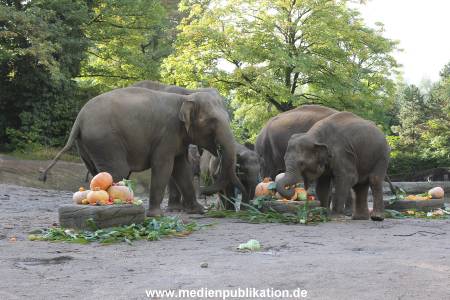 Hagenbeck 26092013 015