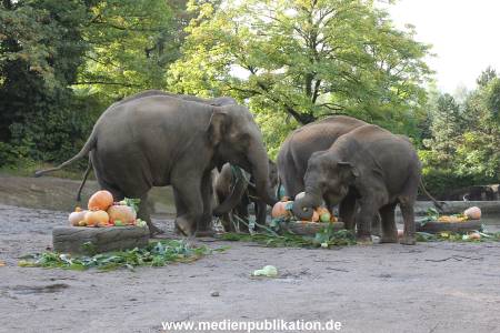 Hagenbeck 26092013 016