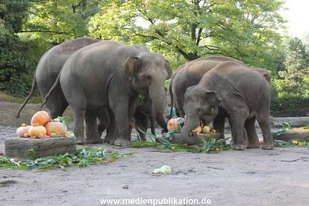Hagenbeck 26092013 017