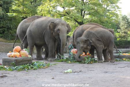 Hagenbeck 26092013 018