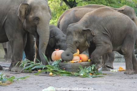 Hagenbeck 26092013 019