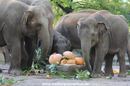 Hagenbeck 26092013 020