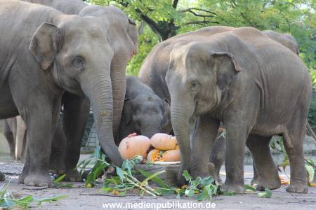 Hagenbeck 26092013 021
