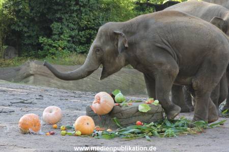 Hagenbeck 26092013 022