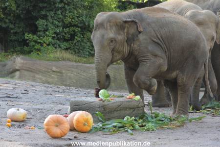 Hagenbeck 26092013 023