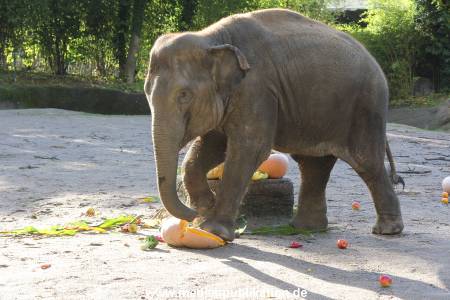 Hagenbeck 26092013 024