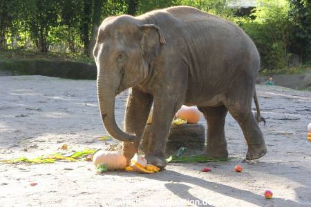 Hagenbeck 26092013 025