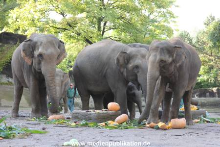 Hagenbeck 26092013 026