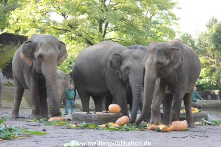 Hagenbeck 26092013 027