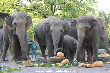 Hagenbeck 26092013 028
