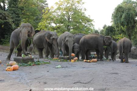 Hagenbeck 26092013 029