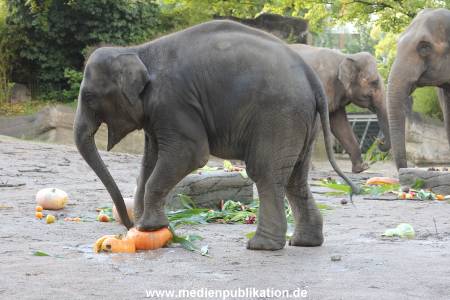 Hagenbeck 26092013 030