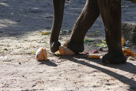 Hagenbeck 26092013 031