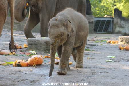 Hagenbeck 26092013 032
