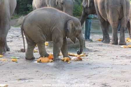 Hagenbeck 26092013 033