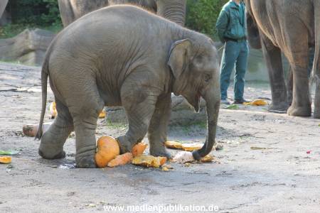 Hagenbeck 26092013 034