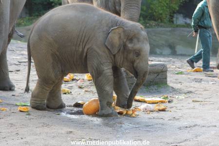 Hagenbeck 26092013 036
