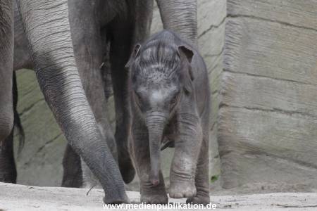 Hagenbeck 27042012 001