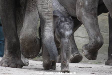 Hagenbeck 27042012 002