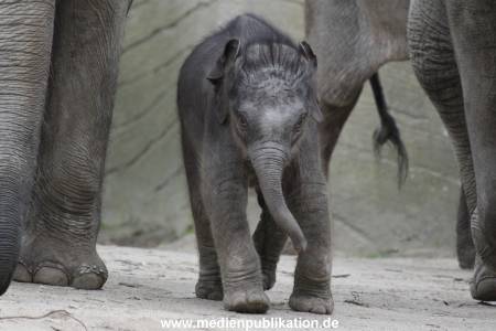 Hagenbeck 27042012 003