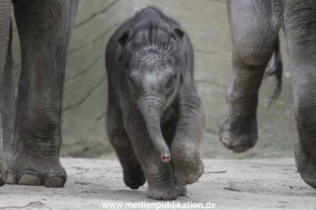 Hagenbeck 27042012 004