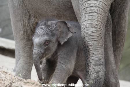 Hagenbeck 27042012 005