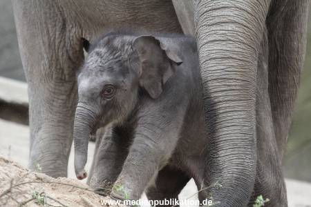 Hagenbeck 27042012 006
