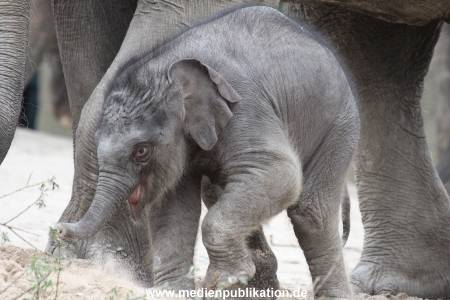 Hagenbeck 27042012 007