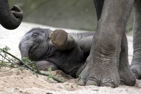 Hagenbeck 27042012 008