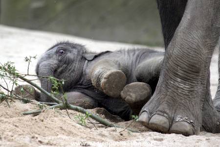 Hagenbeck 27042012 009
