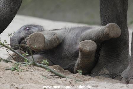 Hagenbeck 27042012 010