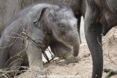 Hagenbeck 27042012 011