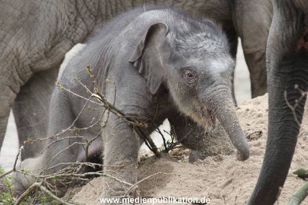 Hagenbeck 27042012 012